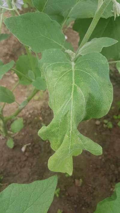 Brinjal Shoot and Fruit Borer - Brinjal