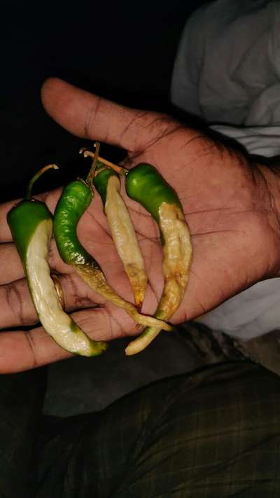 Bacterial Soft Rot of Pepper - Capsicum & Chilli