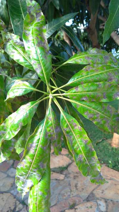 Powdery Mildew of Mango - Mango