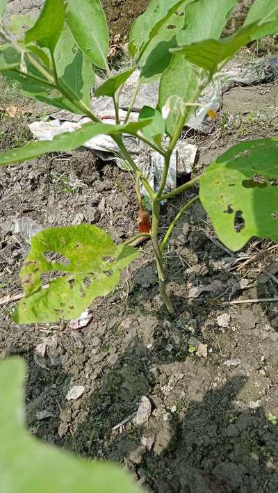 Flea Beetles - Brinjal