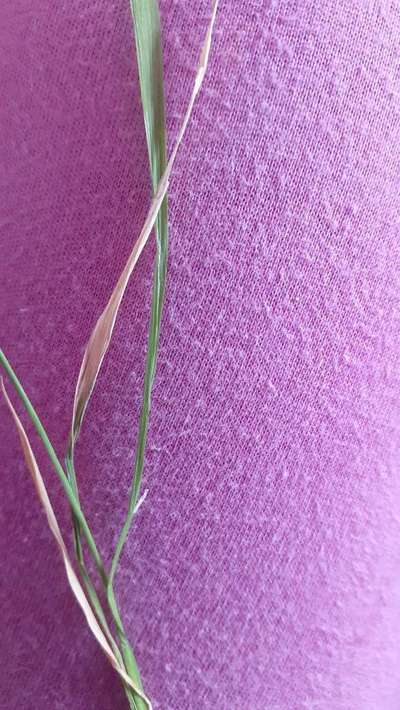 Sulfur Deficiency - Rice