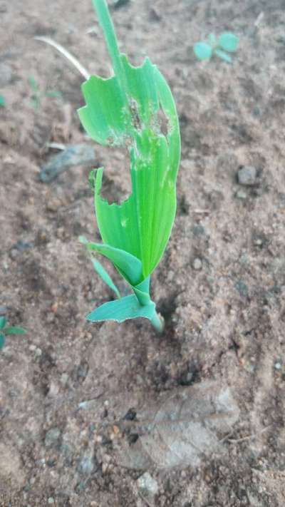 புகையிலை கம்பளிப்பூச்சி - மக்காச்சோளம்