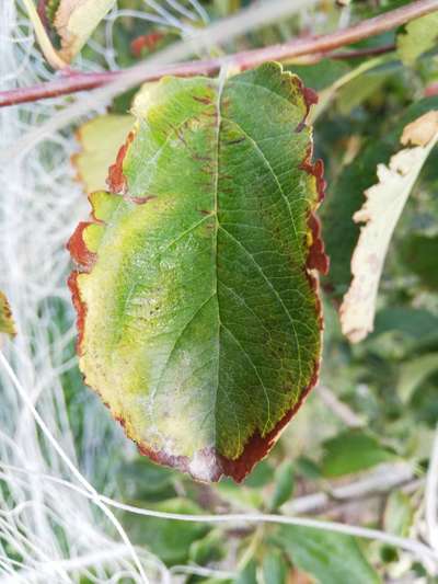 Potassium Deficiency - Apple