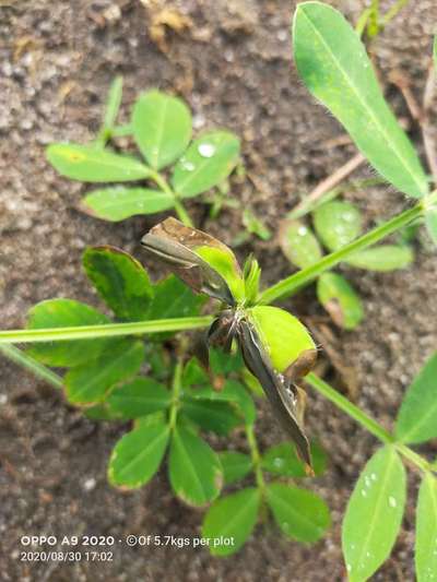 Potassium Deficiency - Peanut