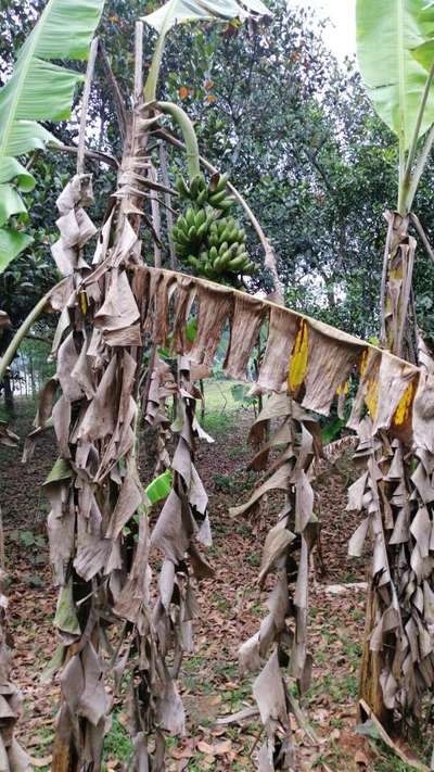 কলার সিগার এন্ড রট রোগ - কলা