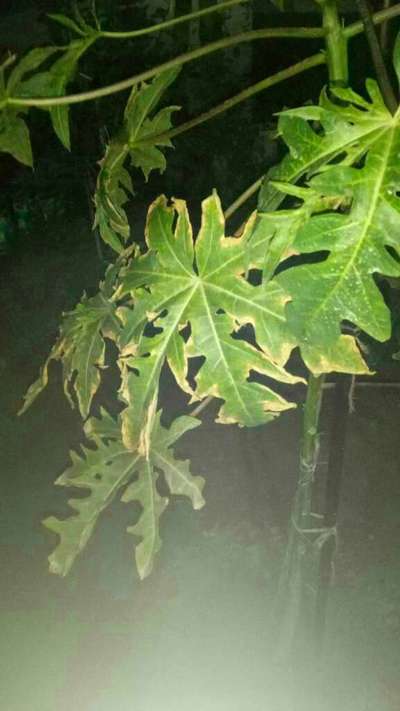 Potassium Deficiency - Papaya