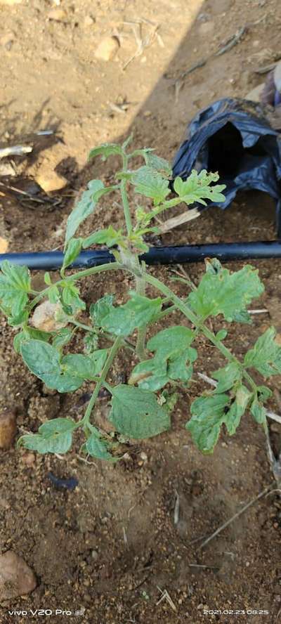 Aphids - Tomato