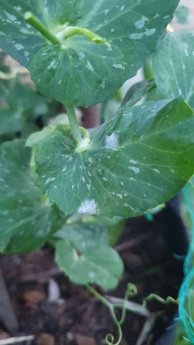 Powdery Mildew - Pea