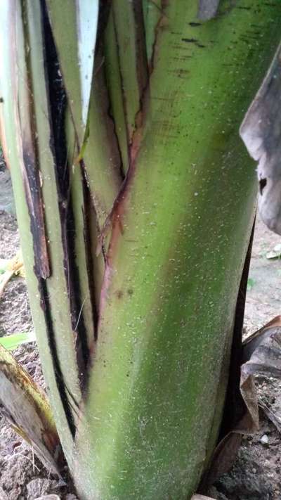 Bacterial Soft Rot of Banana - Banana