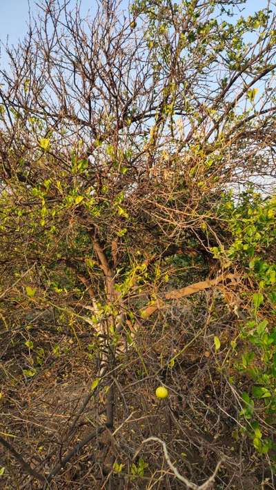 Mango Dieback Disease - Citrus