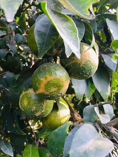 Wind Damage on Citrus - Citrus