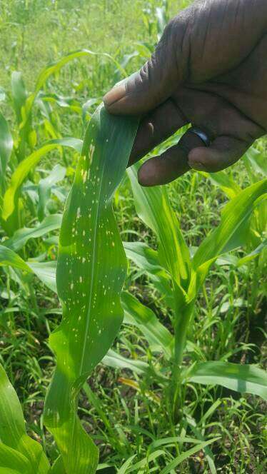 Grey Leaf Spot of Maize - Maize