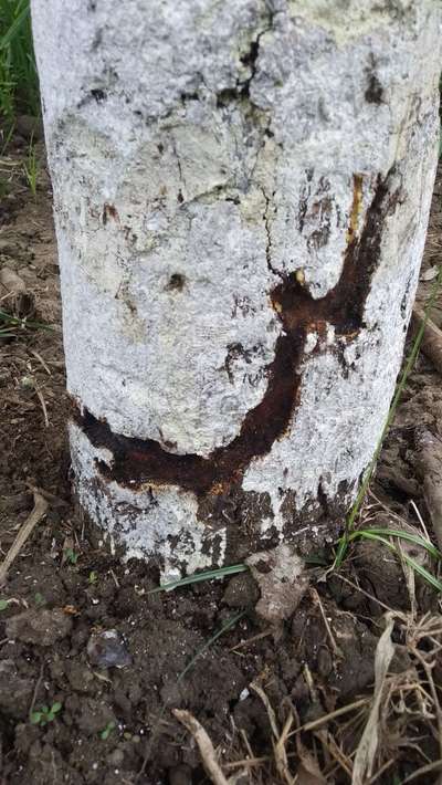 Mango Stem Borer - आम