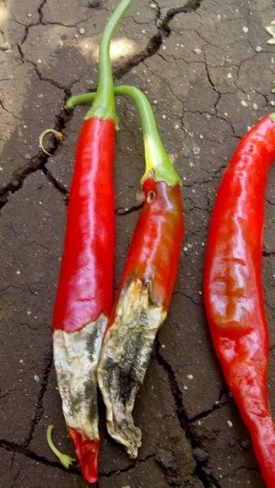 Anthracnose of Pepper - Capsicum & Chilli