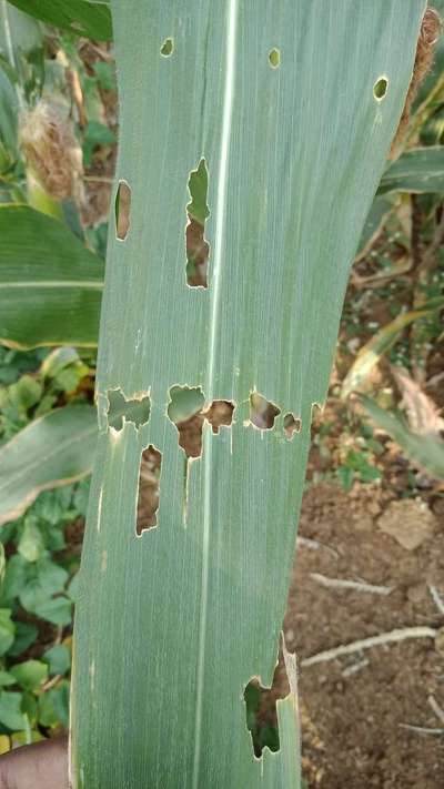 Potassium Deficiency - Maize