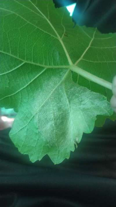 Powdery Mildew of Grape - Grape