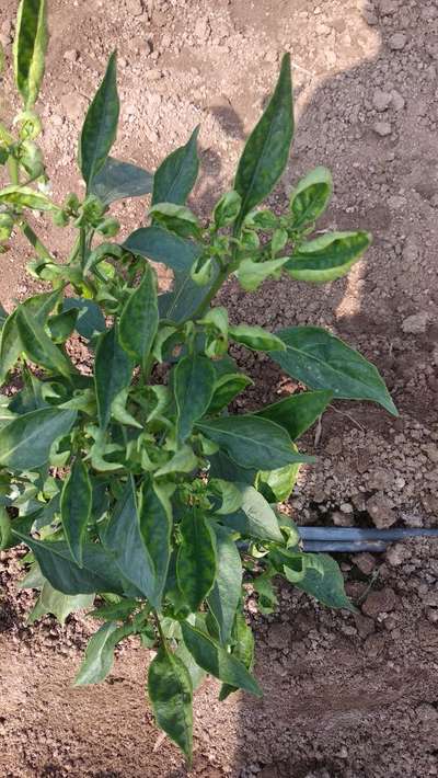 Chilli Leaf Curl Virus - Capsicum & Chilli