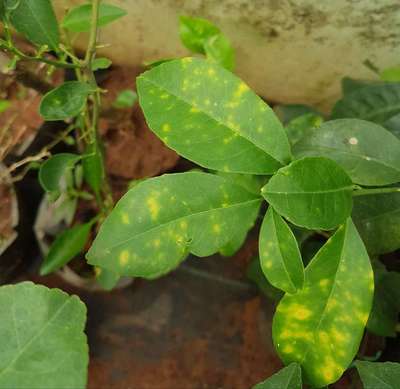 Bacterial Spot of Citrus - Citrus