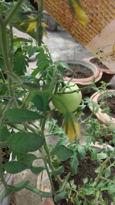 Phosphorus Deficiency - Tomato