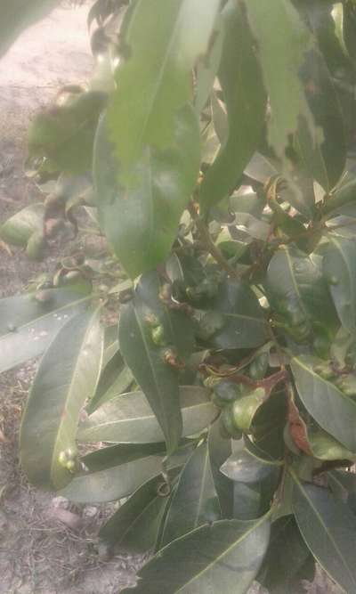 Pear Leaf Blister Mite - Mango