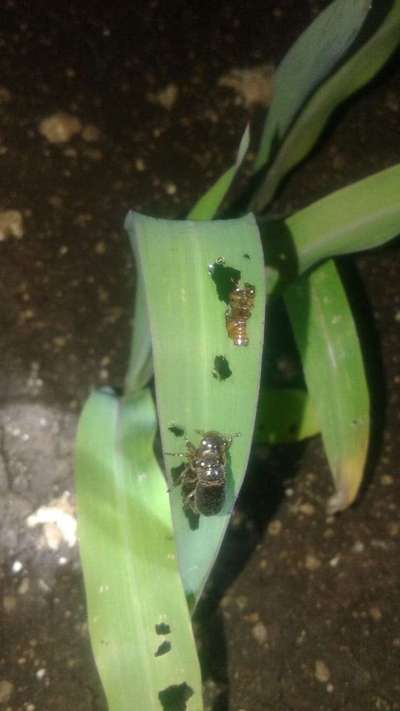 Flea Beetles - Maize