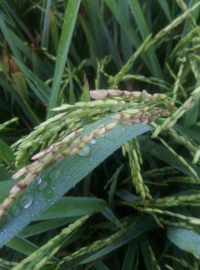 Phoma Sorghina en el arroz - Arroz