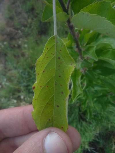 Alternaria Spot - Apple