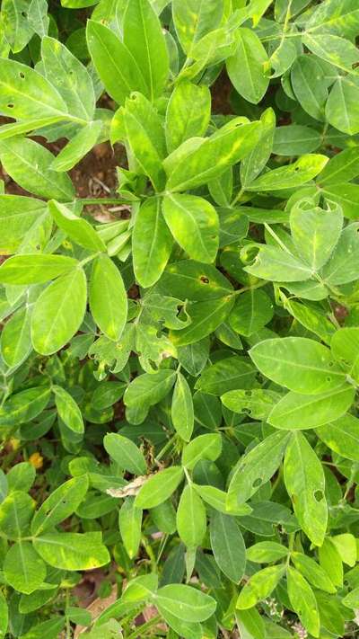 Tobacco Caterpillar - Peanut