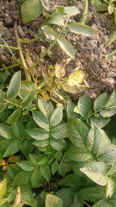 Potato Late Blight - Potato