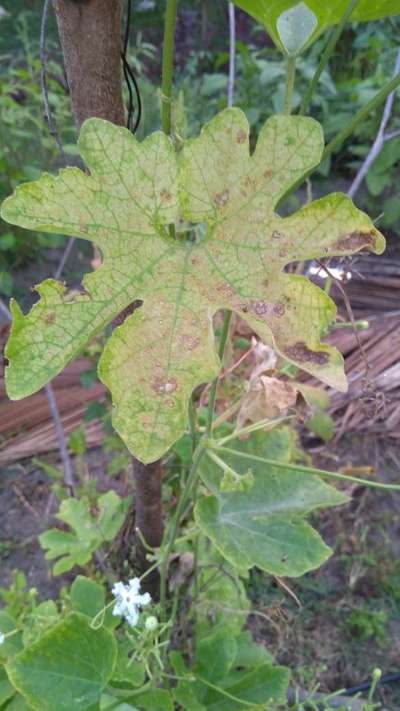 Cercospora Fruit and Leaf Spot - Cucumber