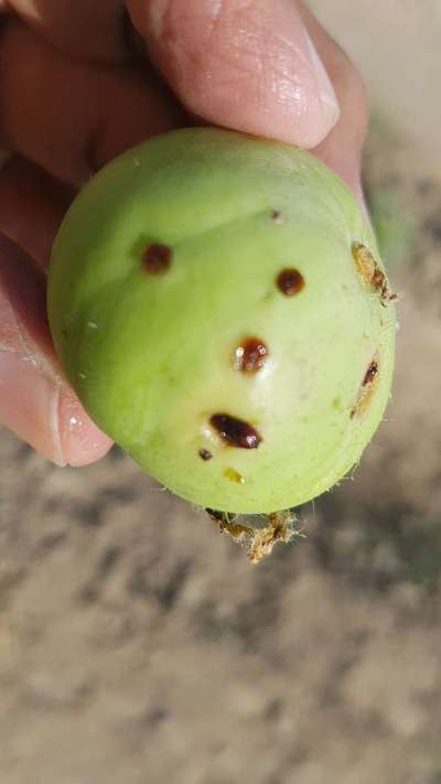 Melon Fruit Fly - Tomato