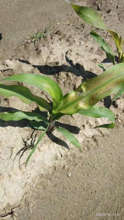 Sulfur Deficiency - Maize