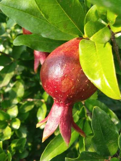 Aphids - Pomegranate