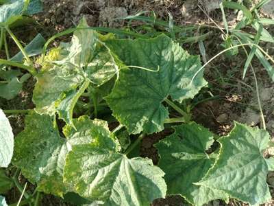 Spider Mites - Cucumber