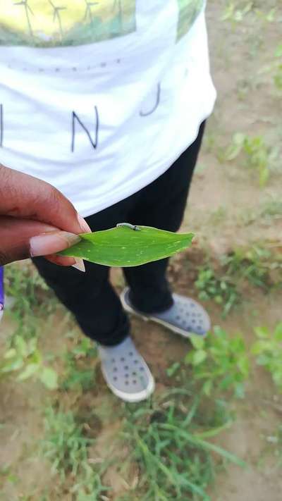 Lesser Stalk Borer of Maize - Maize