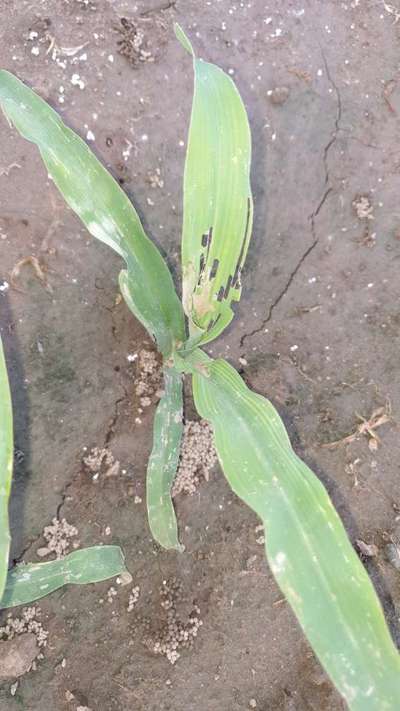 Fall Armyworm - Maize