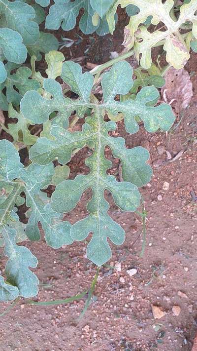 Downy Mildew of Cucurbits - Melon