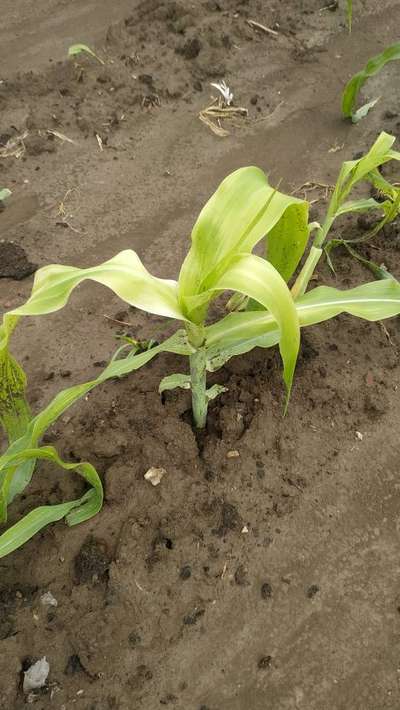 Nitrogen Deficiency - Maize