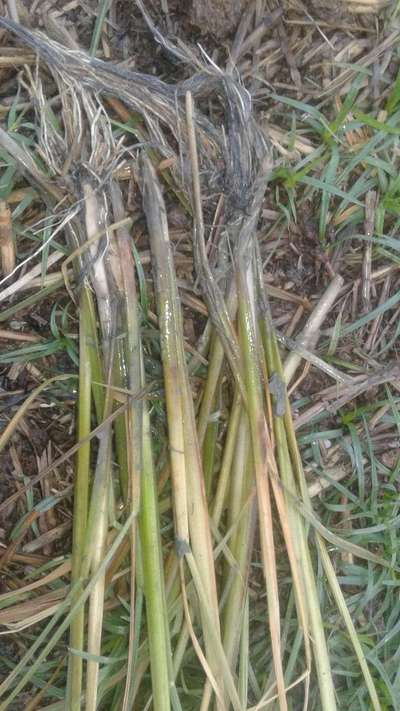 Stem Rot of Rice - Rice