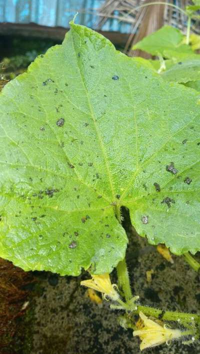 Leaf Blight of Cucurbits - Cucumber