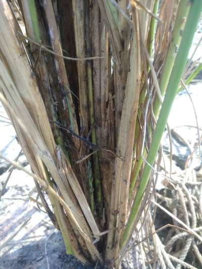 Whitebacked Planthopper - Rice