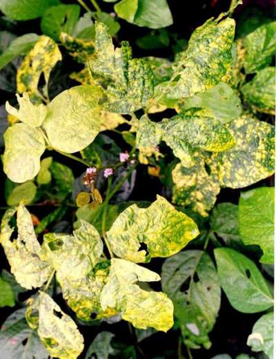 Bean Yellow Mosaic Virus - Soybean