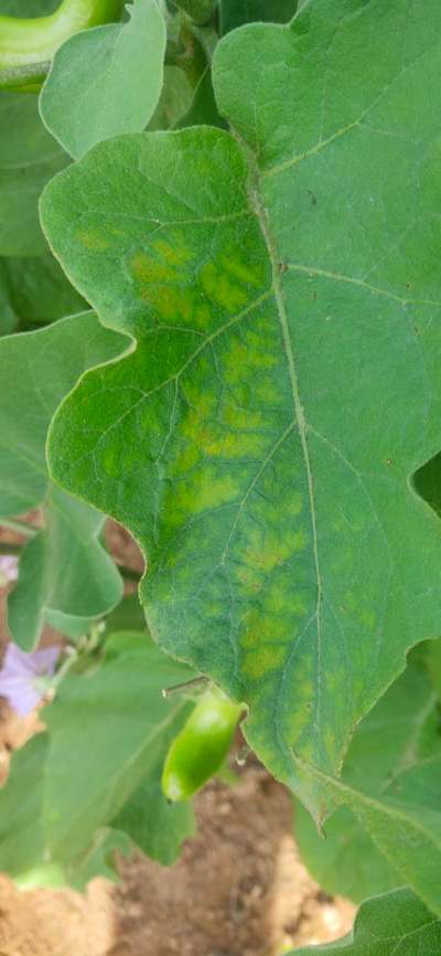 Magnesium Deficiency - Brinjal