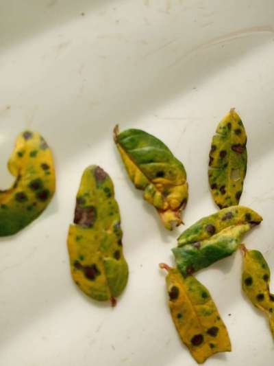 Alternaria Black Spot and Fruit Rot - Pomegranate