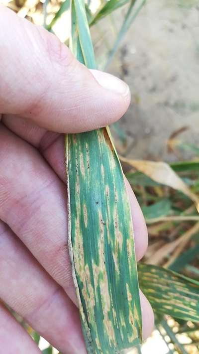 Wheat Leaf Rust - Wheat