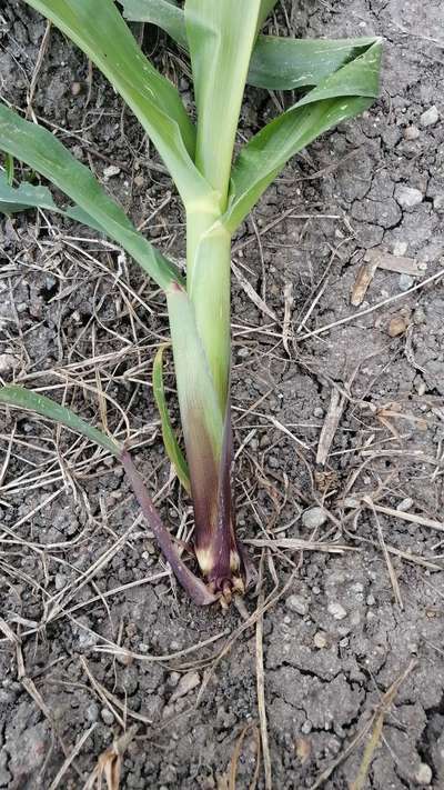 Foot and Collar Rot - Maize