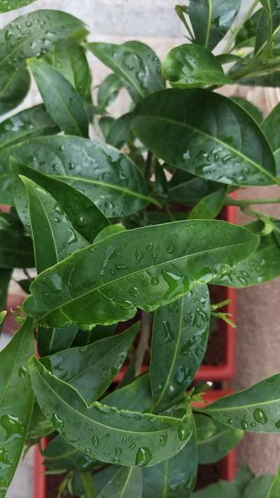 Boron Deficiency - Capsicum & Chilli