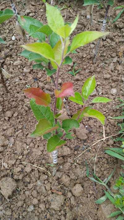 Phosphorus Deficiency - Apple