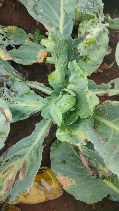 ಕಪ್ಪು ಕೊಳೆತ - ಎಲೆಕೋಸು