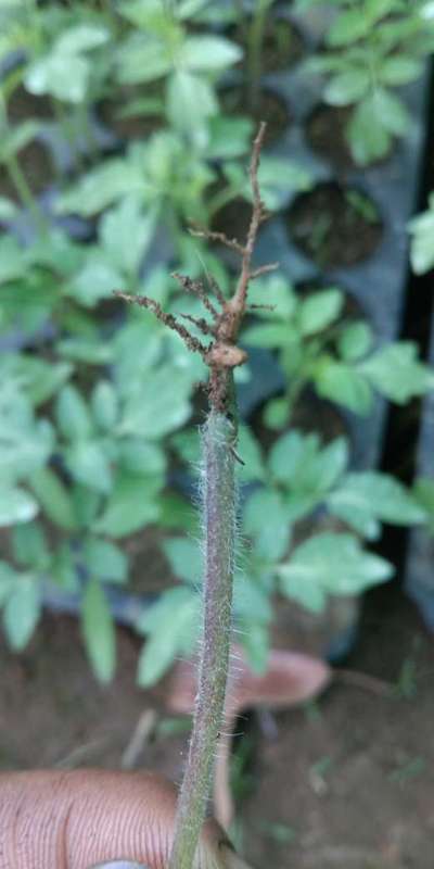 Fusarium Stem Rot - Tomato